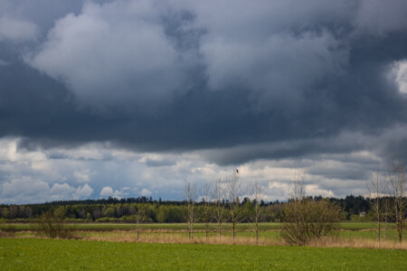 Dark clouds over the wide area - a bird in a tree.