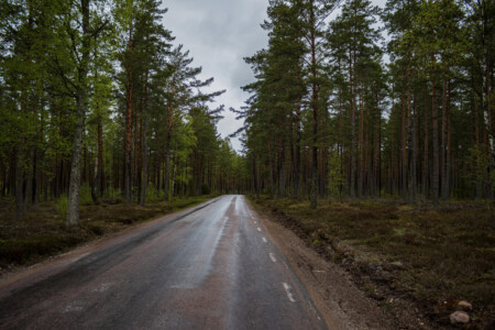 Rainy streets through a wide forest area.