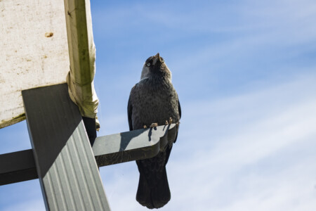Waiting for the residuals from our chocolate snack - a jackdaw.