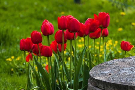 Beautiful tulips in Askersund.