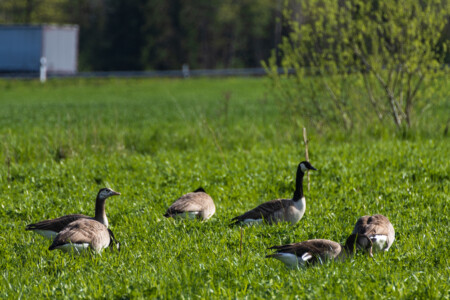 Gooses on a field near our campsite in Askersund.