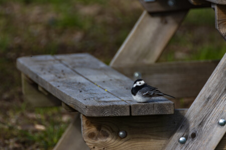 A cute little wagtail at the campsite in Askersund.