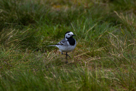 Little wagtail at the campsite in Fiskeboda - looks like dancing.
