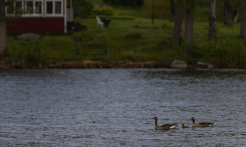 The big trip over the water - cute chick in the middle - lake Hjälmaren.