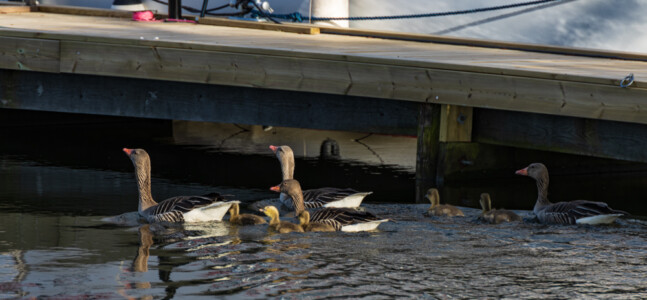 Big goose family at the Fiskeboda marina.