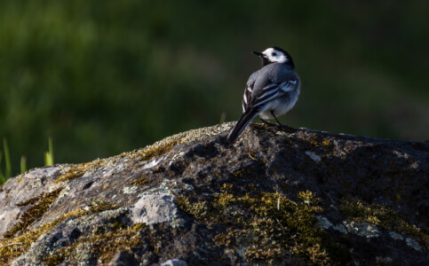 Another cute wagtail sitting in the sun in Fiskeboda.