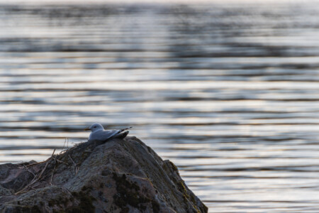 A sea gull chilling in the evening sun in Fiskeboda.