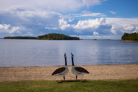 Wooden goose sculptures at the beach of Sundbyholm.