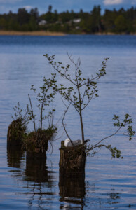 Sea gull sleeping in a tree stump in lake Mälaren at Sundbyholm.