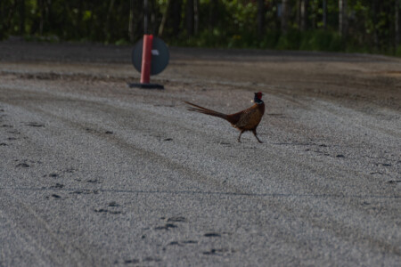 A pheasant at his exercises on the trotting course.