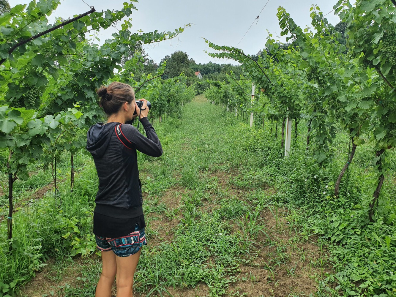 Alina taking photos from the vines.
