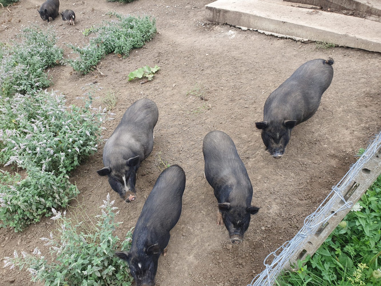 Piggies from above - what is going on here?